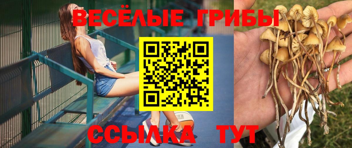 Галлюциногенные грибы прущие грибы Коряжма